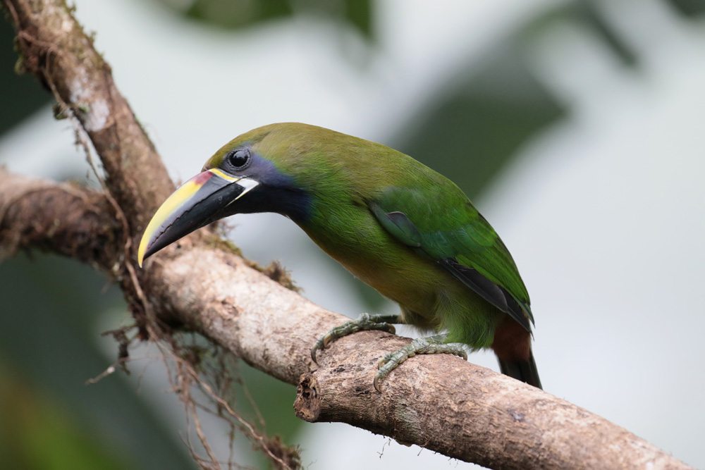 Emerald Toucanet